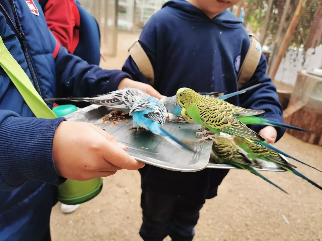 【力邁九華】遠(yuǎn)離城市喧囂，感受自然美麗—力邁幼兒園大自然親近課(圖8)