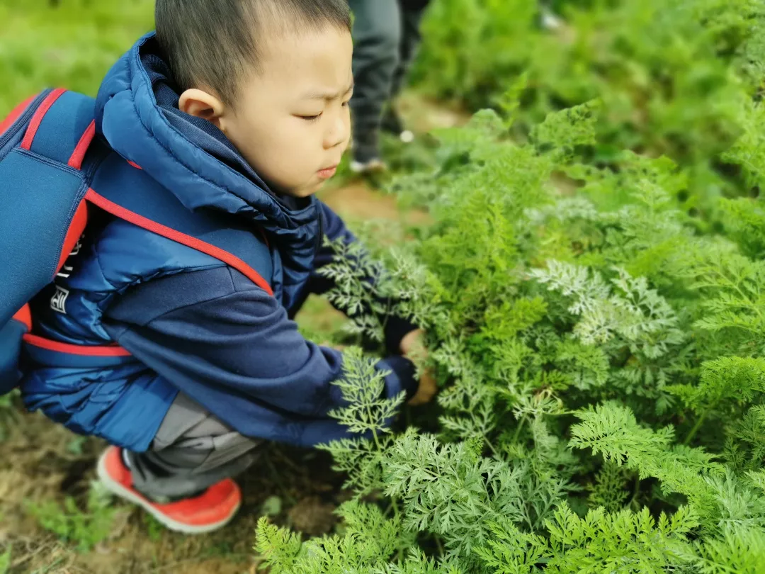 【力邁九華】遠(yuǎn)離城市喧囂，感受自然美麗—力邁幼兒園大自然親近課(圖38)