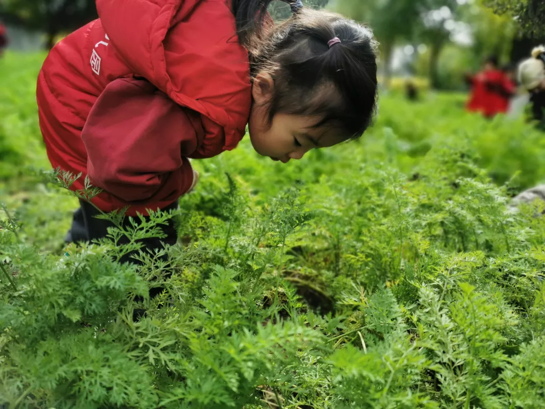【力邁九華】遠(yuǎn)離城市喧囂，感受自然美麗—力邁幼兒園大自然親近課(圖43)