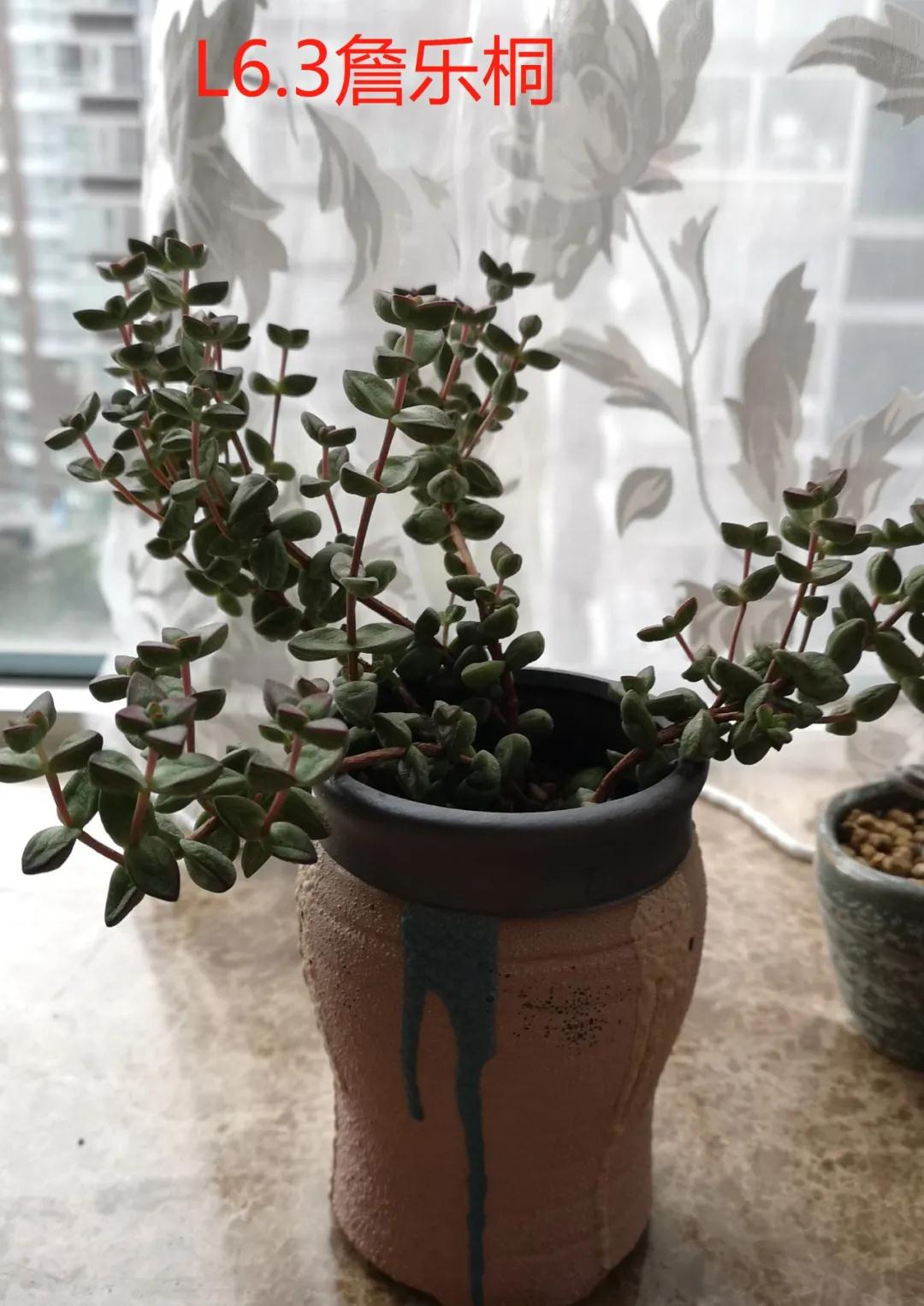 茵茵春色醉人間，幽幽情懷入家園/力邁中美學(xué)校環(huán)保教育月彩蛋(圖11)