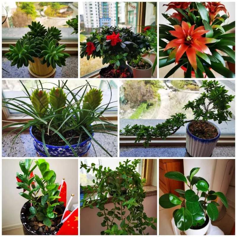 茵茵春色醉人間，幽幽情懷入家園/力邁中美學(xué)校環(huán)保教育月彩蛋(圖16)