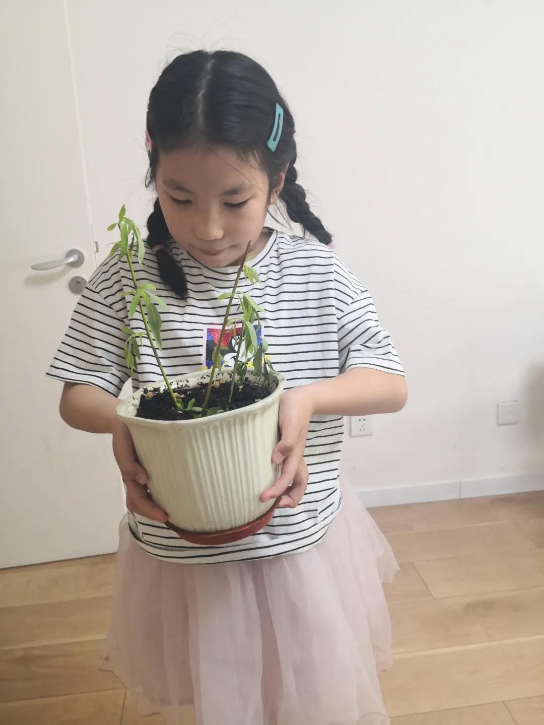 茵茵春色醉人間，幽幽情懷入家園/力邁中美學(xué)校環(huán)保教育月彩蛋(圖14)