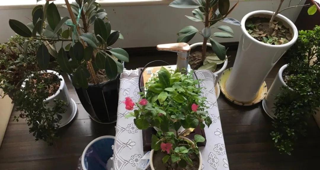 茵茵春色醉人間，幽幽情懷入家園/力邁中美學(xué)校環(huán)保教育月彩蛋(圖13)
