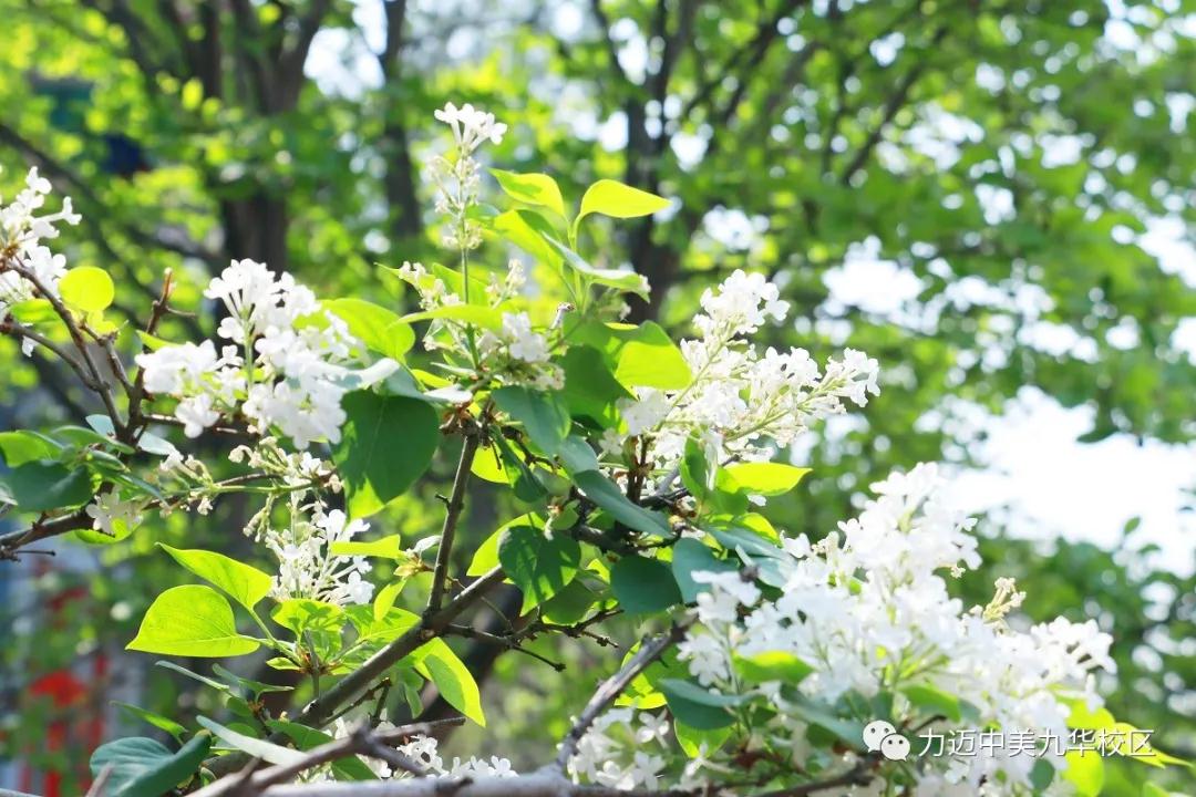 疫云消散，丁香花開|校園堅(jiān)持全面消殺防控工作不松懈，等你歸來(lái)(圖2)