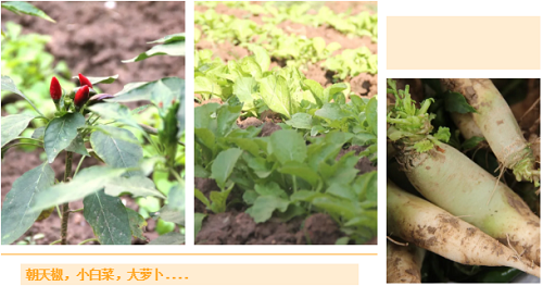 我愛(ài)這土地，因?yàn)槲倚岬搅四嗤梁筒萑~的芬芳|力邁中美國(guó)際學(xué)校勞動(dòng)教育實(shí)踐活動(dòng)(圖3)
