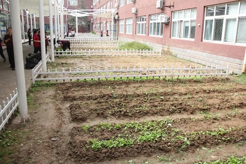 我愛(ài)這土地，因?yàn)槲倚岬搅四嗤梁筒萑~的芬芳|力邁中美國(guó)際學(xué)校勞動(dòng)教育實(shí)踐活動(dòng)(圖21)