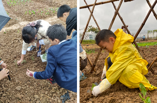 先行者｜南昌這所國(guó)際學(xué)校為學(xué)生打造了生態(tài)種植園(圖5)