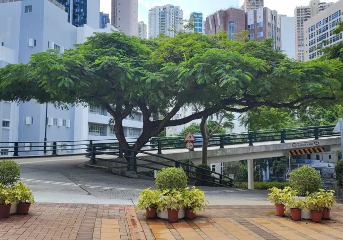 力邁學(xué)子 沖擊港前三，揭秘香港名校錄取分?jǐn)?shù)線漲落趨勢(shì)起伏(圖12)